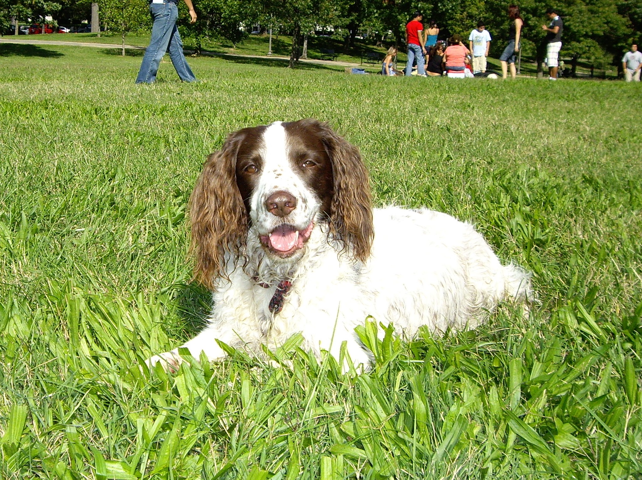 Tootsie